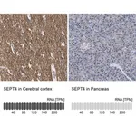 Merck Anti-SEPT4 antibody produced in rabbit