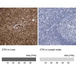 Merck Anti-CTH antibody produced in rabbit