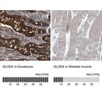 Merck Anti-GLOD4 antibody produced in rabbit