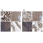 Merck Anti-TACO1 antibody produced in rabbit