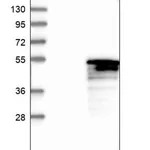 Merck Anti-RIBC1 antibody produced in rabbit