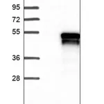 Merck Anti-ANKRD40 antibody produced in rabbit