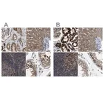 Merck Anti-TACO1 antibody produced in rabbit