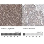 Merck Anti-CCM2 antibody produced in rabbit