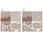 Merck Anti-CBLL1 antibody produced in rabbit