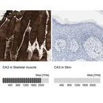 Merck Anti-CA3 antibody produced in rabbit