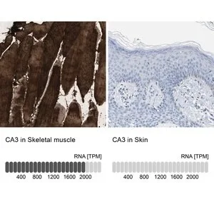 Merck Anti-CA3 antibody produced in rabbit
