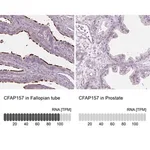 Merck Anti-CFAP157 antibody produced in rabbit