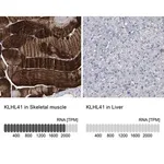 Merck Anti-KLHL41 antibody produced in rabbit