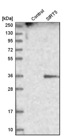 Merck Anti-SIRT5 antibody produced in rabbit