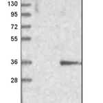 Merck Anti-SIRT5 antibody produced in rabbit