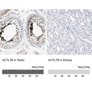 Merck Anti-ACTL7B antibody produced in rabbit