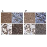 Merck Anti-PRPF4 antibody produced in rabbit