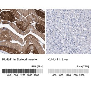Merck Anti-KLHL41 antibody produced in rabbit