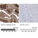 Merck Anti-KLHL41 antibody produced in rabbit