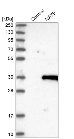 Merck Anti-NAT9 antibody produced in rabbit
