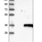 Merck Anti-NAT9 antibody produced in rabbit