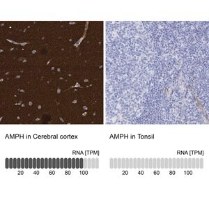 Merck Anti-AMPH antibody produced in rabbit