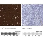 Merck Anti-AMPH antibody produced in rabbit