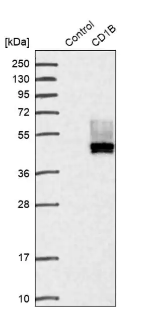 Merck Anti-CD1B antibody produced in rabbit