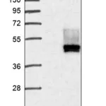 Merck Anti-CD1B antibody produced in rabbit