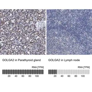 Merck Anti-GOLGA2 antibody produced in rabbit