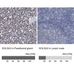 Merck Anti-GOLGA2 antibody produced in rabbit