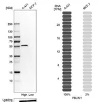 Merck Anti-FBLIM1 antibody produced in rabbit