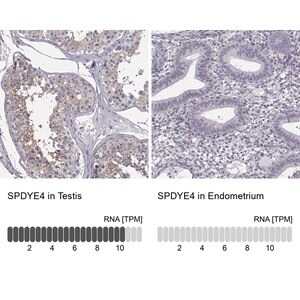 Merck Anti-SPDYE4 antibody produced in rabbit