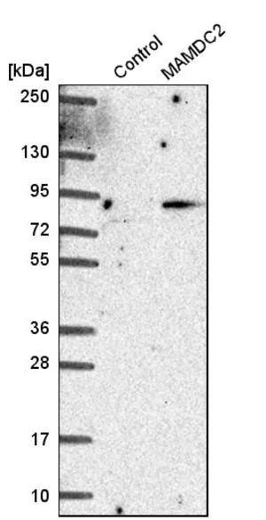 Merck Anti-MAMDC2 antibody produced in rabbit