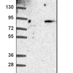 Merck Anti-MAMDC2 antibody produced in rabbit