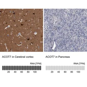 Merck Anti-ACOT7 antibody produced in rabbit