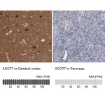 Merck Anti-ACOT7 antibody produced in rabbit