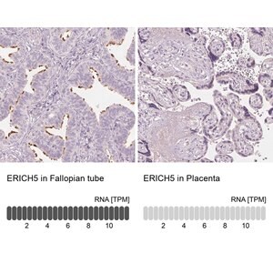 Merck Anti-ERICH5 antibody produced in rabbit