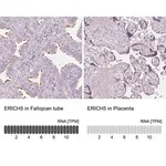 Merck Anti-ERICH5 antibody produced in rabbit