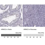Merck Anti-ARMC2 antibody produced in rabbit