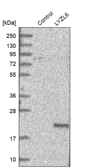 Merck Anti-LYZL6 antibody produced in rabbit