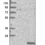 Merck Anti-LYZL6 antibody produced in rabbit