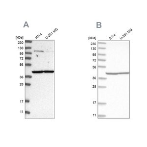 Merck Anti-MRPL37 antibody produced in rabbit