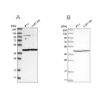 Merck Anti-MRPL37 antibody produced in rabbit