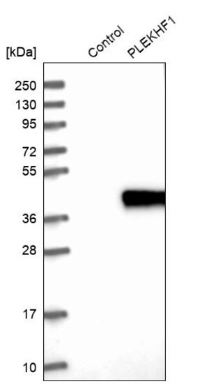 Merck Anti-PLEKHF1 antibody produced in rabbit