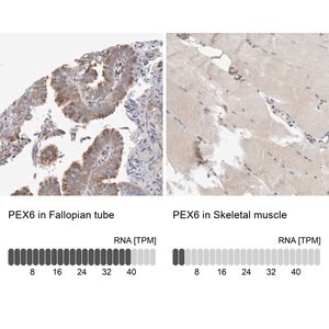 Merck Anti-PEX6 antibody produced in rabbit