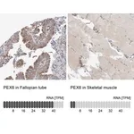 Merck Anti-PEX6 antibody produced in rabbit