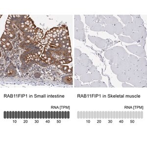 Merck Anti-RAB11FIP1 antibody produced in rabbit