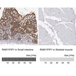 Merck Anti-RAB11FIP1 antibody produced in rabbit