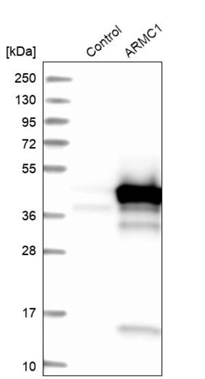 Merck Anti-ARMC1 antibody produced in rabbit