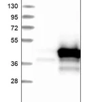 Merck Anti-ARMC1 antibody produced in rabbit