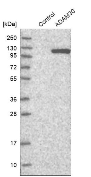 Merck Anti-ADAM30 antibody produced in rabbit
