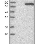 Merck Anti-ADAM30 antibody produced in rabbit