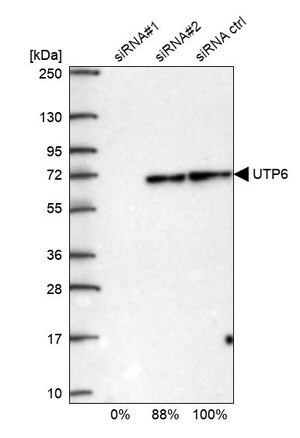 Merck Anti-UTP6 antibody produced in rabbit